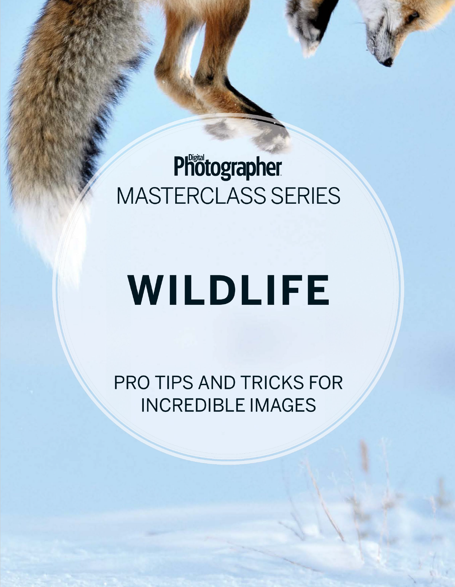 Digital Photographer Masterclass Series – Wildlife