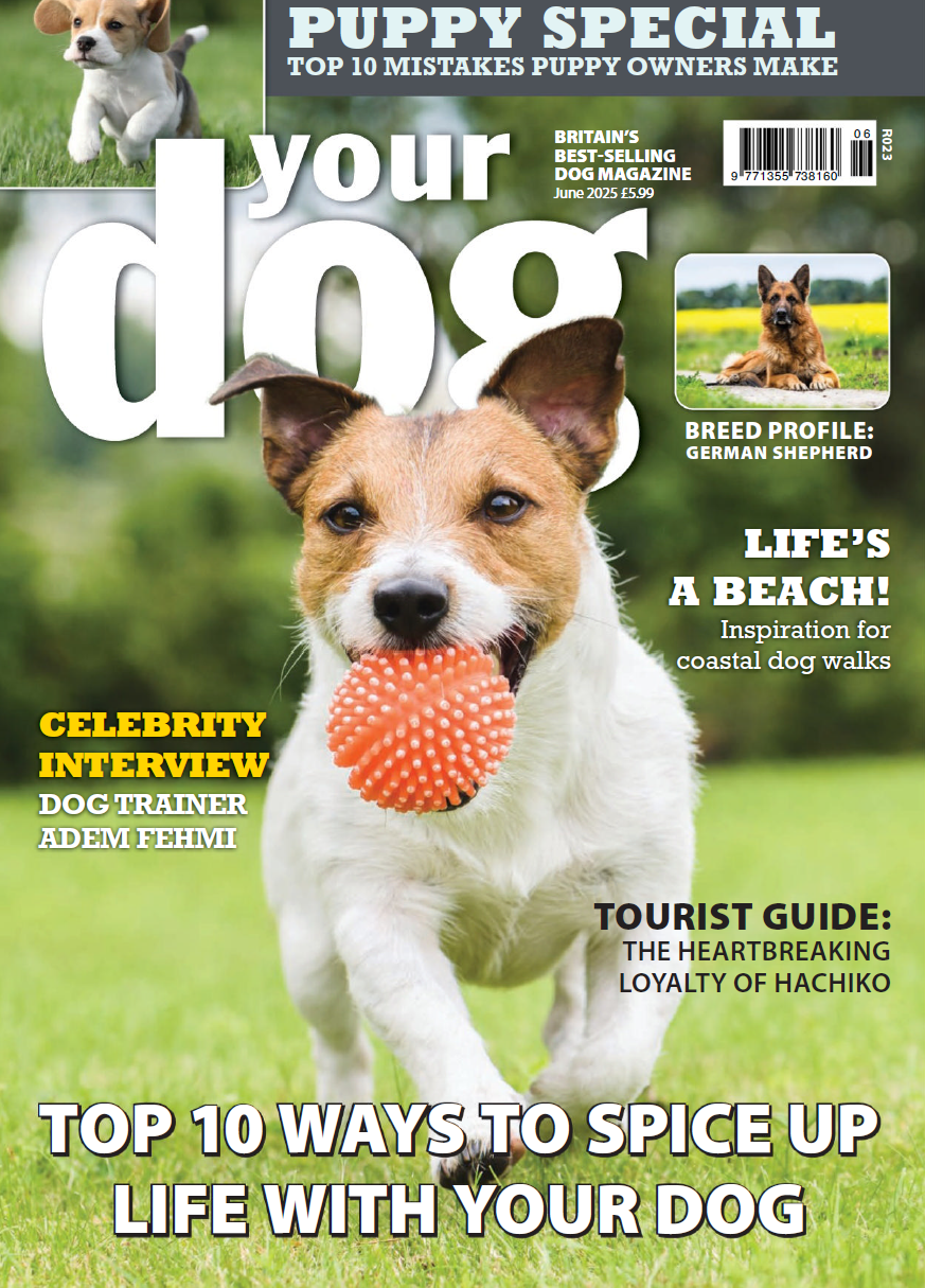 Your Dog-2025.06月号